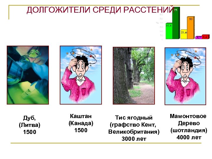 ДОЛГОЖИТЕЛИ СРЕДИ РАССТЕНИЙ Дуб, (Литва) 1500 Каштан (Канада) 1500 Тис ягодный (графство Кент, Великобритания)