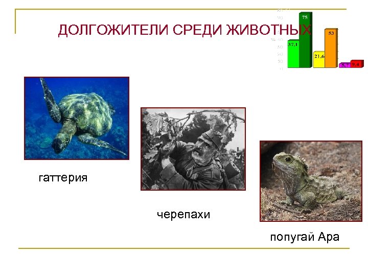 ДОЛГОЖИТЕЛИ СРЕДИ ЖИВОТНЫХ гаттерия черепахи попугай Ара 