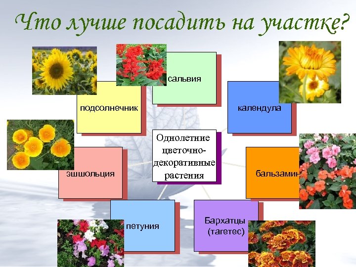 Презентация однолетние растения - 97 фото