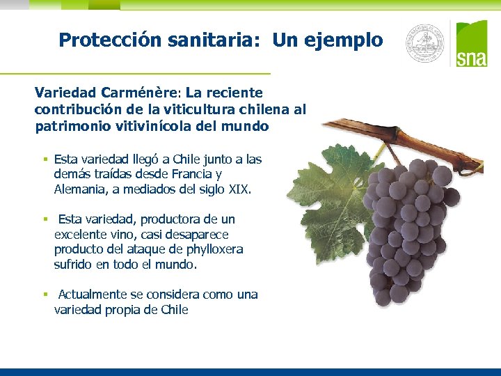 Protección sanitaria: Un ejemplo Variedad Carménère: La reciente contribución de la viticultura chilena al