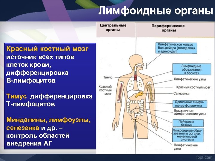 Лимфоидные органы Красный костный мозг источник всех типов клеток крови, дифференцировка В-лимфоцитов Тимус дифференцировка