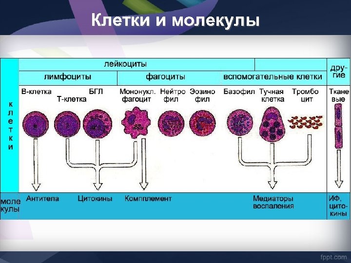 Клетки и молекулы 