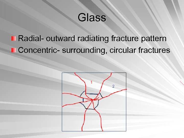 Glass Radial- outward radiating fracture pattern Concentric- surrounding, circular fractures 