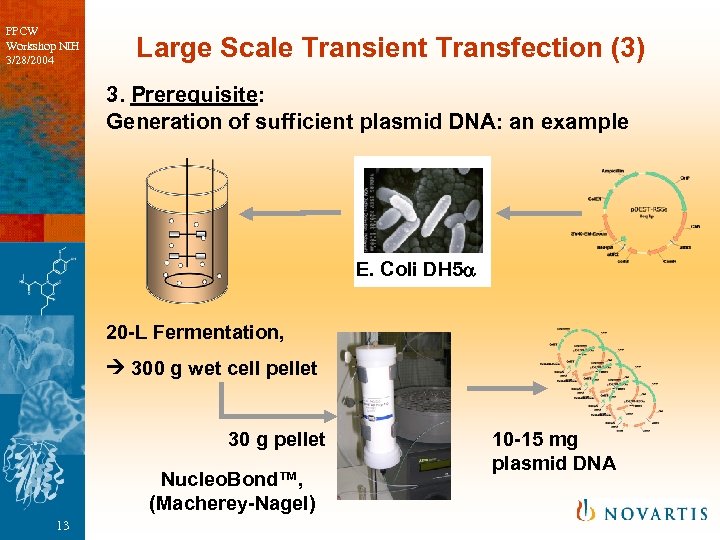 PPCW Workshop NIH 3/28/2004 Large Scale Transient Transfection (3) 3. Prerequisite: Generation of sufficient