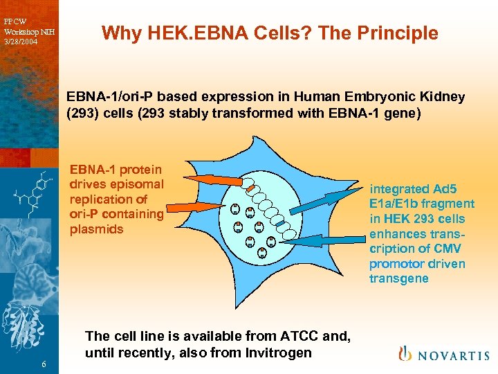 PPCW Workshop NIH 3/28/2004 Why HEK. EBNA Cells? The Principle EBNA-1/ori-P based expression in