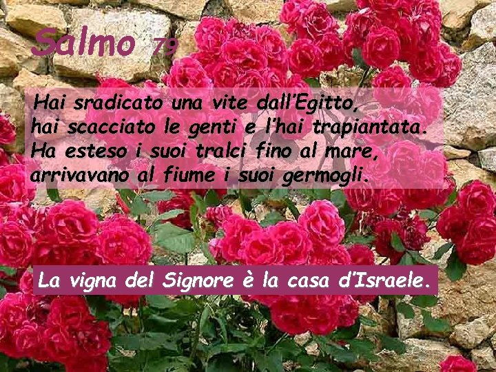 Salmo 79 Hai sradicato una vite dall’Egitto, hai scacciato le genti e l’hai trapiantata.