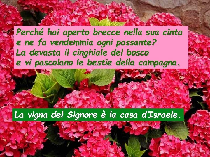 Perché hai aperto brecce nella sua cinta e ne fa vendemmia ogni passante? La