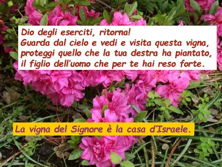 Dio degli eserciti, ritorna! Guarda dal cielo e vedi e visita questa vigna, proteggi