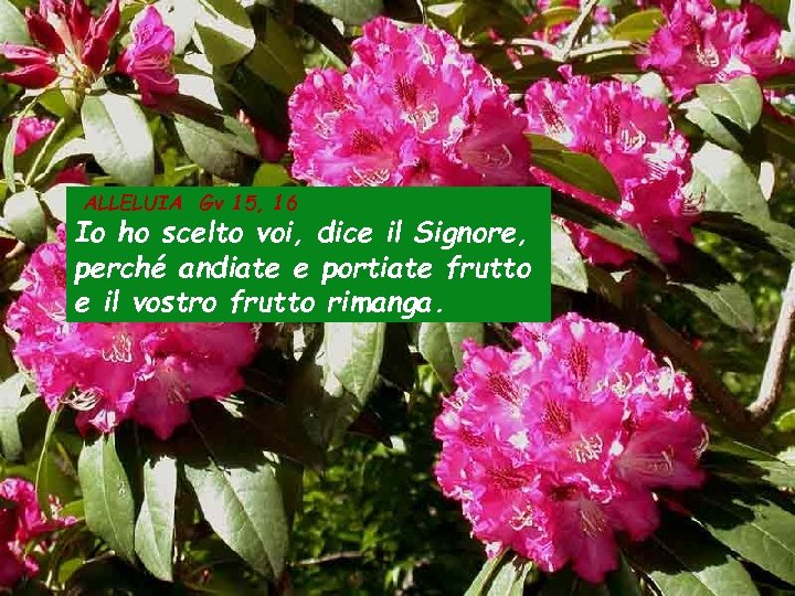 ALLELUIA Gv 15, 16 Io ho scelto voi, dice il Signore, perché andiate e