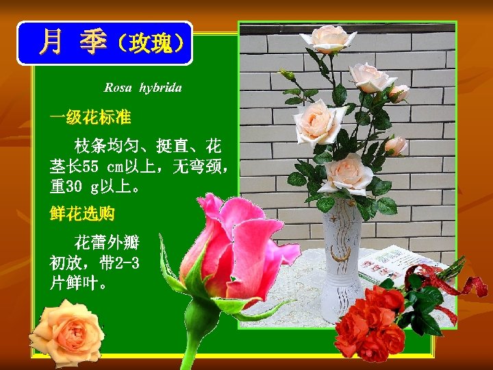 月 季（玫瑰） Rosa hybrida 一级花标准 枝条均匀、挺直、花 茎长 55 cm以上，无弯颈， 重30 g以上。 鲜花选购 花蕾外瓣 初放，带