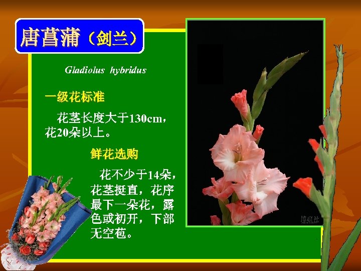 唐菖蒲（剑兰） Gladiolus hybridus 一级花标准 花茎长度大于130 cm， 花 20朵以上。 鲜花选购 花不少于14朵， 花茎挺直，花序 最下一朵花，露 色或初开，下部 无空苞。