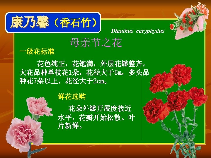 康乃馨（香石竹） Dianthus caryphyllus 母亲节之花 一级花标准 花色纯正，花饱满，外层花瓣整齐， 大花品种单枝花 1朵，花径大于5 m，多头品 种花 7朵以上，花径大于2 cm。 鲜花选购 花朵外瓣开展度接近