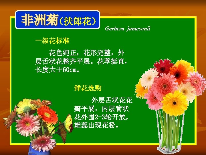 非洲菊 （扶郎花） Gerbera jamesonii 一级花标准 花色纯正，花形完整，外 层舌状花整齐平展。花葶挺直， 长度大于60 cm。 鲜花选购 外层舌状花花 瓣平展，内层管状 花外围 2