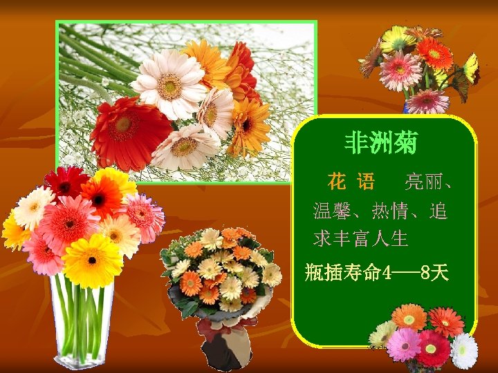 非洲菊 花 语 亮丽、 温馨、热情、追 求丰富人生 瓶插寿命 4 ---8天 