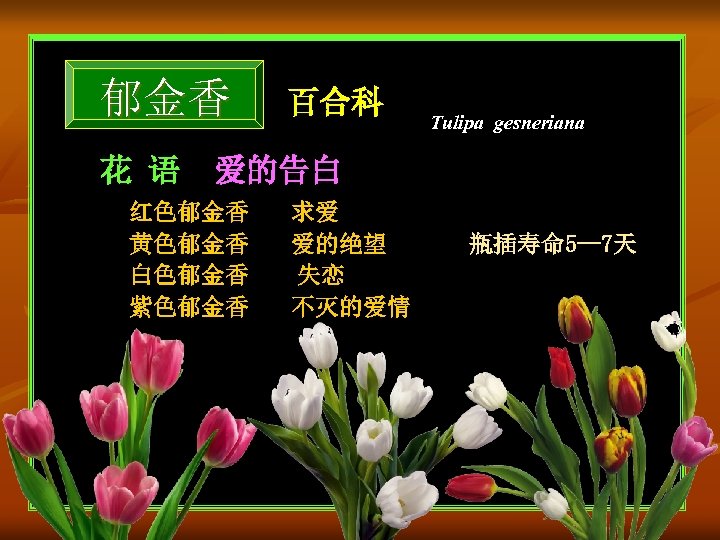 郁金香 花 语 百合科 Tulipa gesneriana 爱的告白 红色郁金香 黄色郁金香 白色郁金香 紫色郁金香 求爱 爱的绝望 失恋