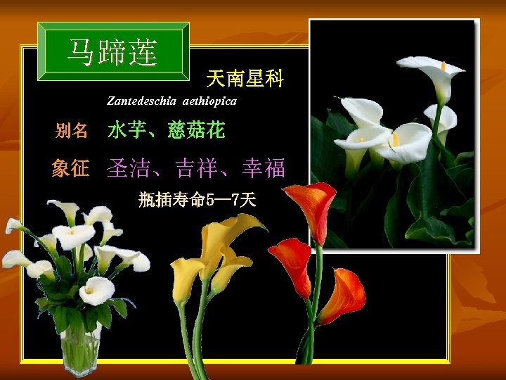 马蹄莲 天南星科 Zantedeschia aethiopica 别名 水芋、慈菇花 象征 圣洁、吉祥、幸福 瓶插寿命 5— 7天 