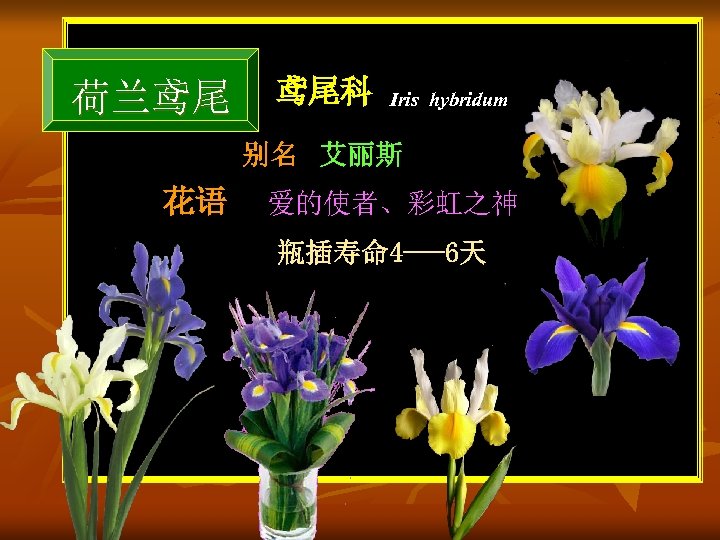 荷兰鸢尾 鸢尾科 Iris hybridum 别名 艾丽斯 花语 爱的使者、彩虹之神 瓶插寿命 4 ---6天 