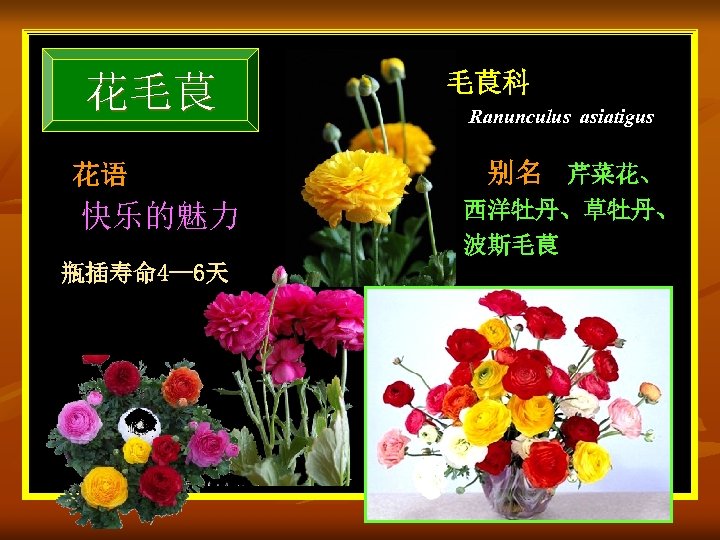 花毛茛 花语 快乐的魅力 瓶插寿命 4 --6天 毛茛科 Ranunculus asiatigus 别名 芹菜花、 西洋牡丹、草牡丹、 波斯毛茛 