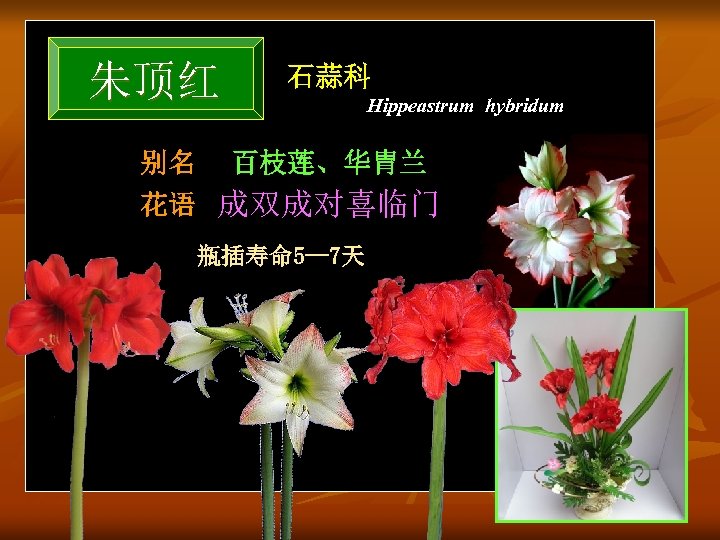 朱顶红 别名 石蒜科 Hippeastrum hybridum 百枝莲、华胄兰 花语 成双成对喜临门 瓶插寿命 5— 7天 