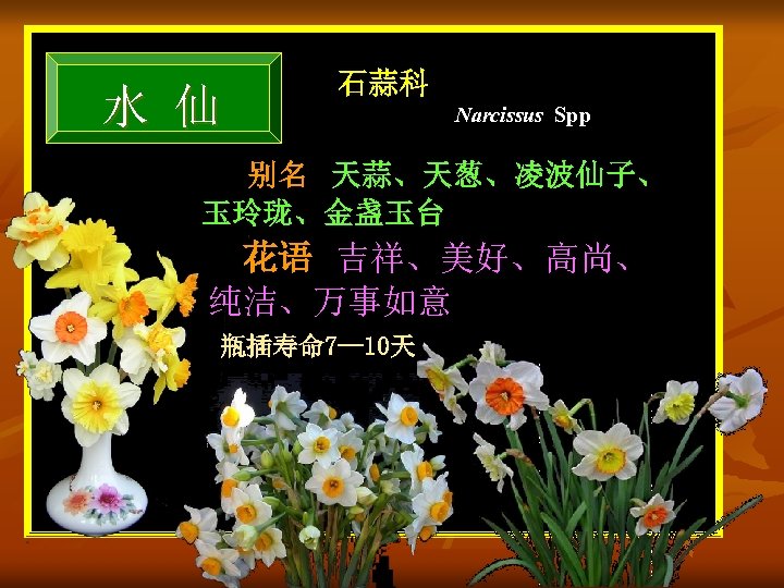 水 仙 石蒜科 Narcissus Spp 别名 天蒜、天葱、凌波仙子、 玉玲珑、金盏玉台 花语 吉祥、美好、高尚、 纯洁、万事如意 瓶插寿命 7— 10天