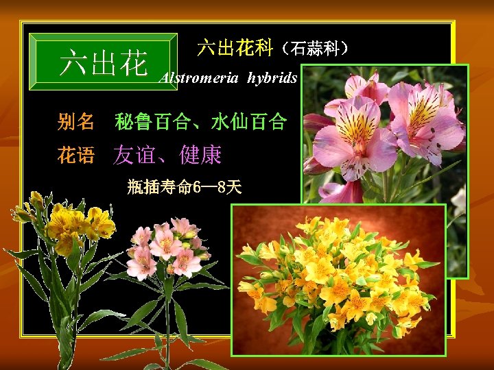 六出花科（石蒜科） 六出花 Alstromeria hybrids 别名 秘鲁百合、水仙百合 花语 友谊、健康 瓶插寿命 6— 8天 