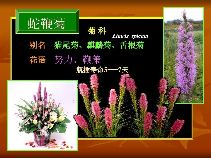 蛇鞭菊 菊科 Liatris spicata 别名 猫尾菊、麒麟菊、舌根菊 花语 努力、鞭策 瓶插寿命 5 ---7天 