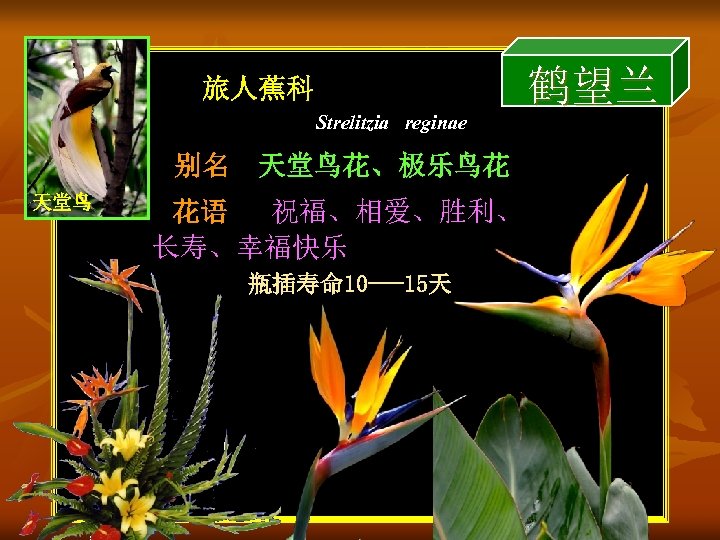 鹤望兰 旅人蕉科 Strelitzia reginae 别名 天堂鸟花、极乐鸟花 天堂鸟 花语 祝福、相爱、胜利、 长寿、幸福快乐 瓶插寿命 10 ---15天 