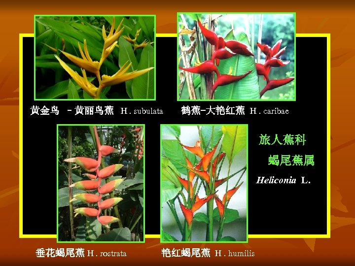 黄金鸟 –黄丽鸟蕉 H. subulata 鹤蕉-大艳红蕉 H. caribae 旅人蕉科 蝎尾蕉属 Heliconia L. 垂花蝎尾蕉 H. rostrata