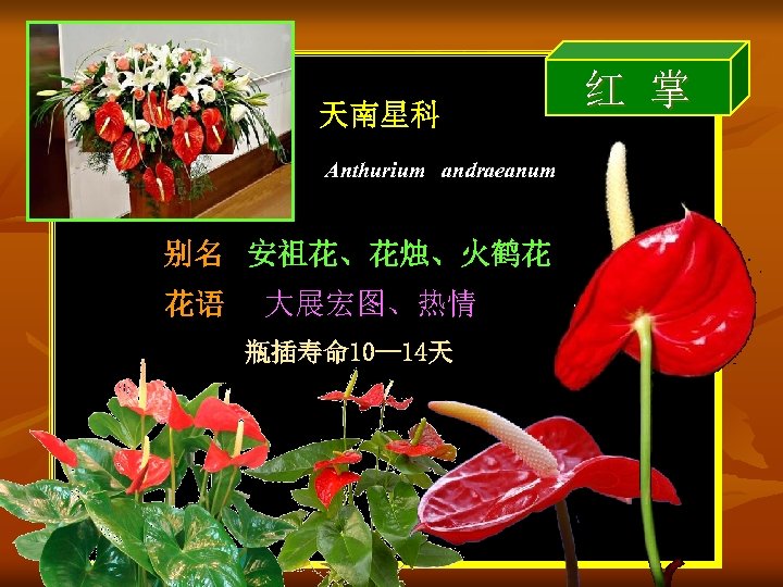 天南星科 Anthurium andraeanum 别名 安祖花、花烛、火鹤花 花语 大展宏图、热情 瓶插寿命 10— 14天 红 掌 