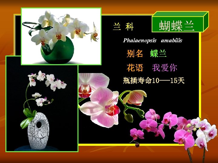 兰 科 蝴蝶兰 Phalaenopsis amabilis 别名 蝶兰 花语 我爱你 瓶插寿命 10 ---15天 