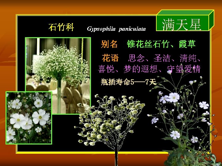 石竹科 Gypsophila paniculata 满天星 别名 锥花丝石竹、霞草 花语 思念、圣洁、清纯、 喜悦、梦的遐想、守望爱情 瓶插寿命 5 ---7天 