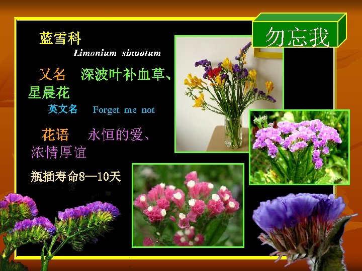 蓝雪科 Limonium sinuatum 又名 深波叶补血草、 星晨花 英文名 Forget me not 花语 永恒的爱、 浓情厚谊 瓶插寿命