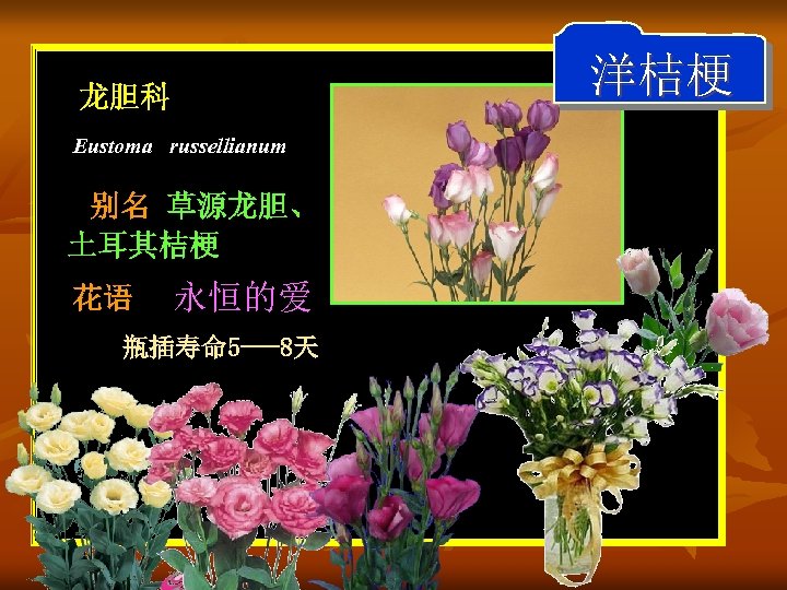 洋桔梗 龙胆科 Eustoma russellianum 别名 草源龙胆、 土耳其桔梗 花语 永恒的爱 瓶插寿命 5 ---8天 