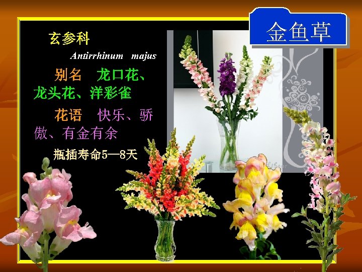 玄参科 Antirrhinum majus 别名 龙口花、 龙头花、洋彩雀 花语 快乐、骄 傲、有金有余 瓶插寿命 5— 8天 金鱼草 