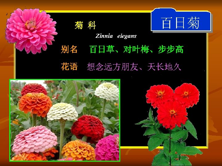 菊 科 百日菊 Zinnia elegans 别名 百日草、对叶梅、步步高 花语 想念远方朋友、天长地久 