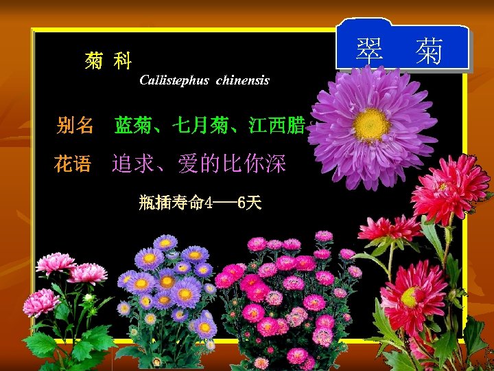 翠 菊 菊 科 Callistephus chinensis 别名 蓝菊、七月菊、江西腊 花语 追求、爱的比你深 瓶插寿命 4 ---6天 