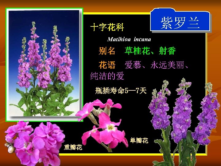 紫罗兰 十字花科 Matlhioa incana 别名 草桂花、射香 花语 爱慕、永远美丽、 纯洁的爱 瓶插寿命 5— 7天 单瓣花 重瓣花