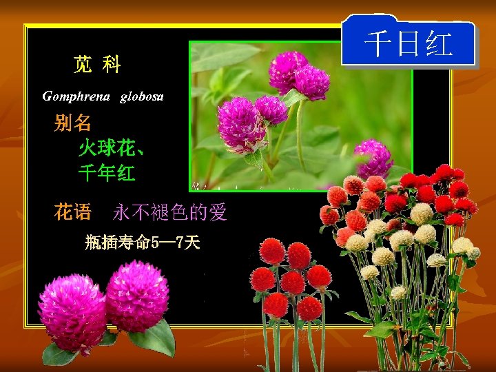 苋 科 Gomphrena globosa 别名 火球花、 千年红 花语 永不褪色的爱 瓶插寿命 5— 7天 千日红 