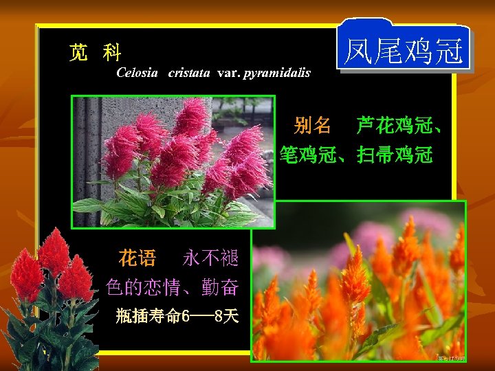 苋 科 Celosia cristata var. pyramidalis 别名 凤尾鸡冠 芦花鸡冠、 笔鸡冠、扫帚鸡冠 花语 永不褪 色的恋情、勤奋 瓶插寿命