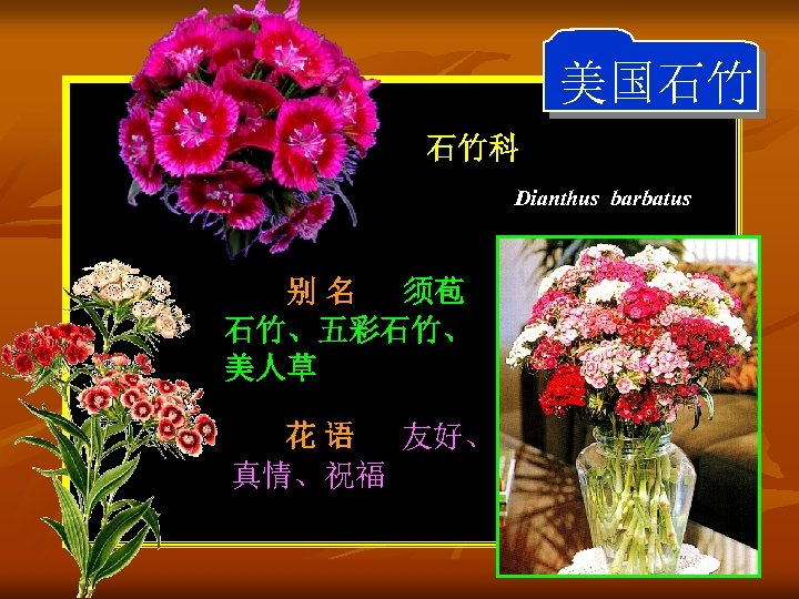 美国石竹 石竹科 Dianthus barbatus 别 名 须苞 石竹、五彩石竹、 美人草 花 语 友好、 真情、祝福 