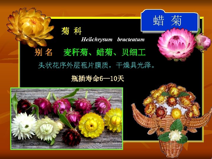 蜡 菊 菊 科 Helichrysum bracteatum 别名 麦秆菊、蜡菊、贝细 头状花序外层苞片膜质，干燥具光泽。 瓶插寿命 6— 10天 