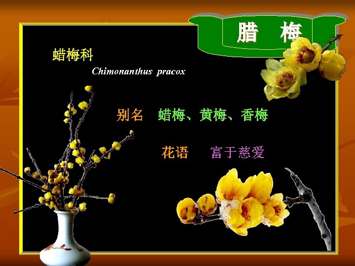 腊 梅 蜡梅科 Chimonanthus pracox 别名 蜡梅、黄梅、香梅 花语 富于慈爱 