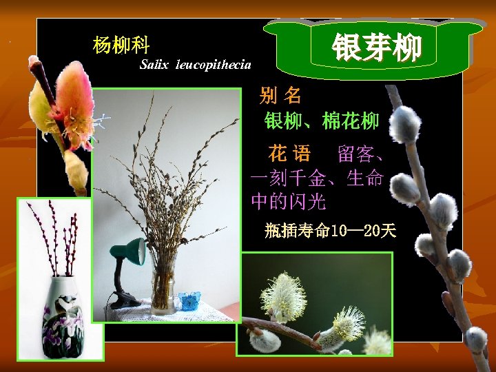 杨柳科 Salix leucopithecia 银芽柳 别名 银柳、棉花柳 花 语 留客、 一刻千金、生命 中的闪光 瓶插寿命 10— 20天