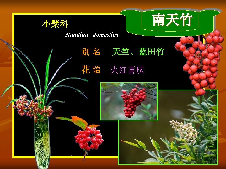 南天竹 小檗科 Nandina domestica 别名 天竺、蓝田竹 花 语 火红喜庆 