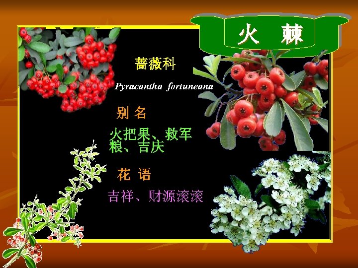 火 棘 蔷薇科 Pyracantha fortuneana 别名 火把果、救军 粮、吉庆 花 语 吉祥、财源滚滚 