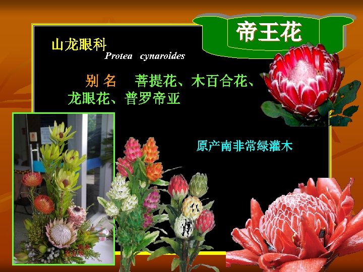 山龙眼科 帝王花 Protea cynaroides 别 名 菩提花、木百合花、 龙眼花、普罗帝亚 原产南非常绿灌木 