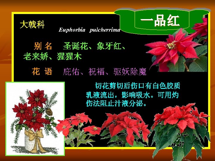 大戟科 Euphorbia pulcherrima 一品红 别 名 圣诞花、象牙红、 老来娇、猩猩木 花 语 庇佑、祝福、驱妖除魔 切花剪切后伤口有白色胶质 乳液流出，影响吸水。可用灼 伤法阻止汁液分泌。