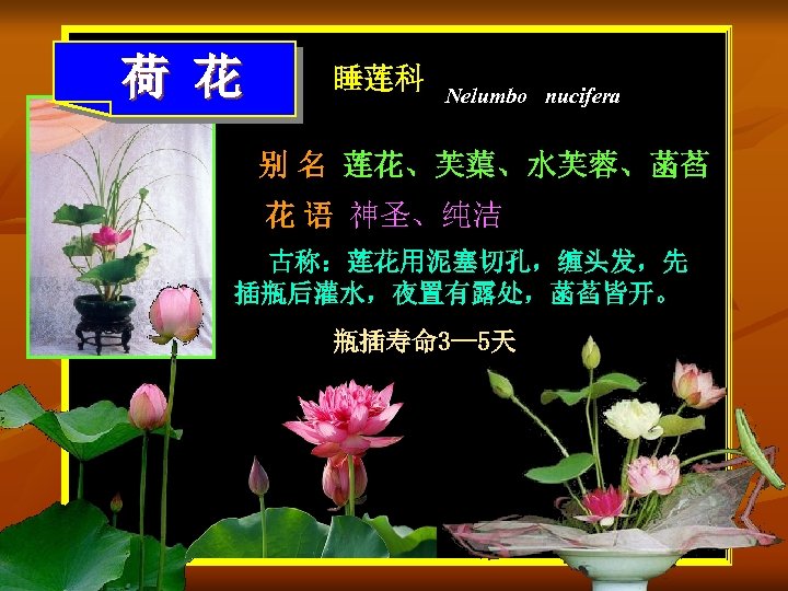 荷 花 睡莲科 Nelumbo nucifera 别 名 莲花、芙蕖、水芙蓉、菡萏 花 语 神圣、纯洁 古称：莲花用泥塞切孔，缠头发，先 插瓶后灌水，夜置有露处，菡萏皆开。 瓶插寿命