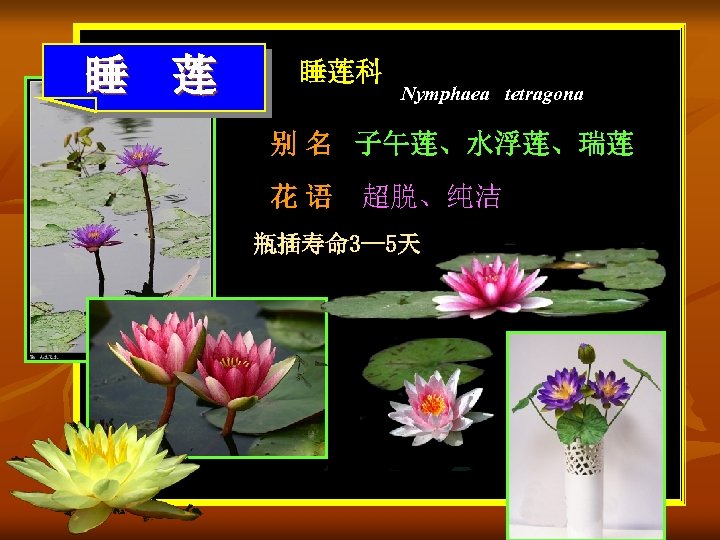 睡 莲 睡莲科 Nymphaea tetragona 别 名 子午莲、水浮莲、瑞莲 花 语 超脱、纯洁 瓶插寿命 3— 5天