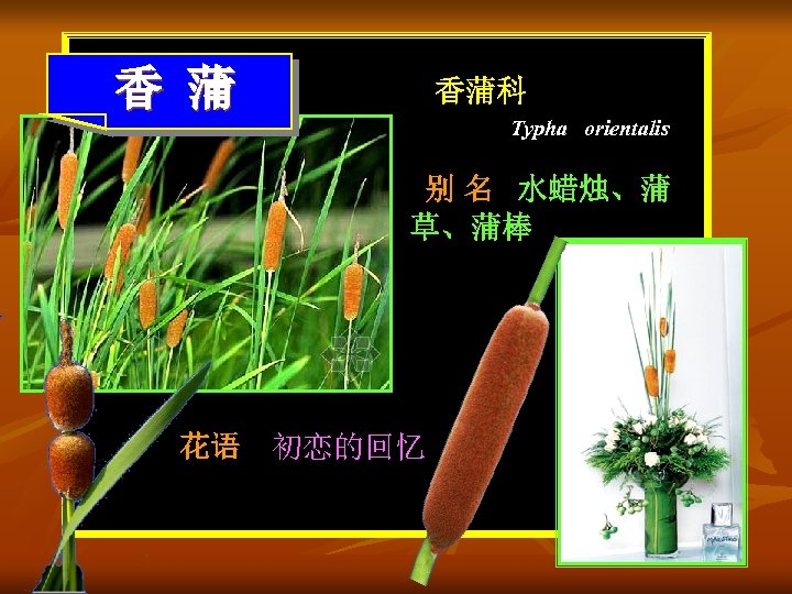 香 蒲 香蒲科 Typha orientalis 别 名 水蜡烛、蒲 草、蒲棒 花语 初恋的回忆 